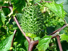 datura_stramonium_growing_in_wagga_wagga_2
