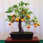 free-shipping-50pcs-pack-mini-potted-edible-font-b-orange-b-font-bonsai-font-b-seeds