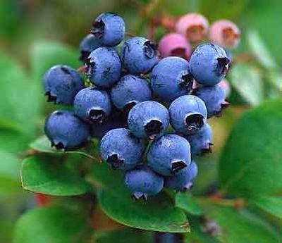 blueberrie