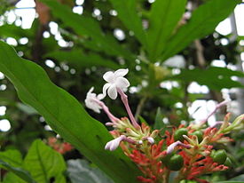 275px-Rauwolfia_serpentina(Flower)