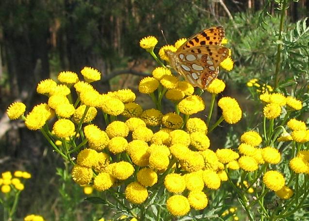 Tansy_and_Queen_of_Spain_Fritilllary
