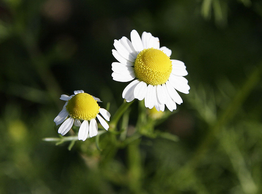 1024px-Chamomile_flowers