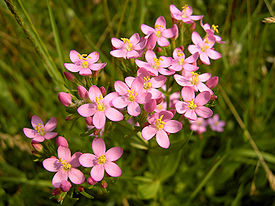 275px-Centaurium_erythraea_(flowers)