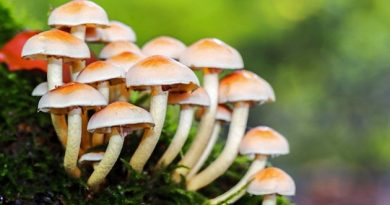 different-types-of-mushrooms