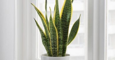 sansevieria-trifasciata-potted-plant-mother-in-laws-tongue__0908898_pe676659_s5