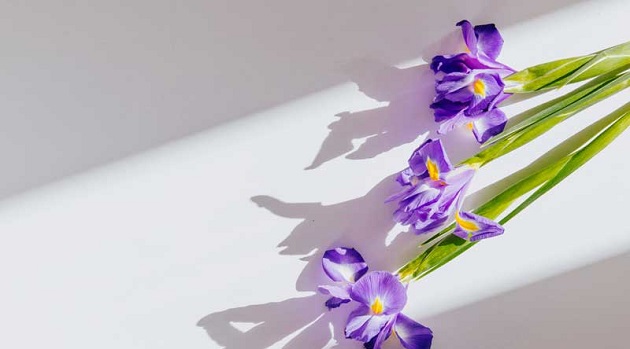 top-view-purple-iris-flowers-isolated-white-background-with-copy-space